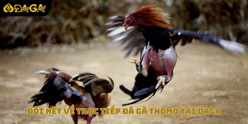 Đôi nét về trực tiếp đá gà Thomo tại daga