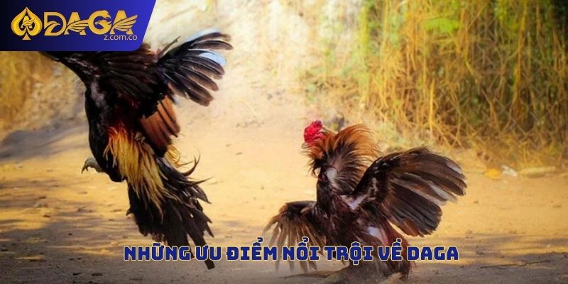 Những ưu điểm nổi trội về Daga
